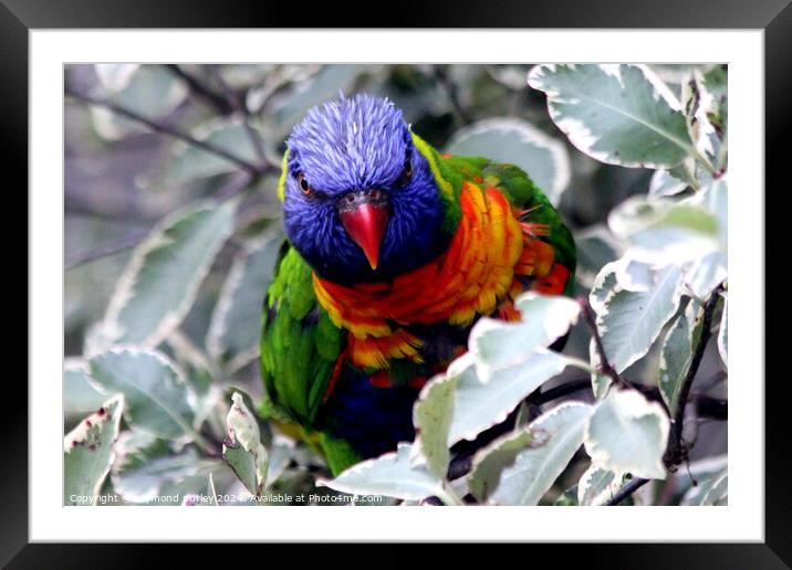 Rainbow Lorikeet Framed Mounted Print by Ray Putley