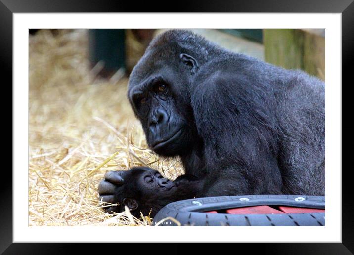 Western Lowland Gorilla with baby. Framed Mounted Print by Ray Putley