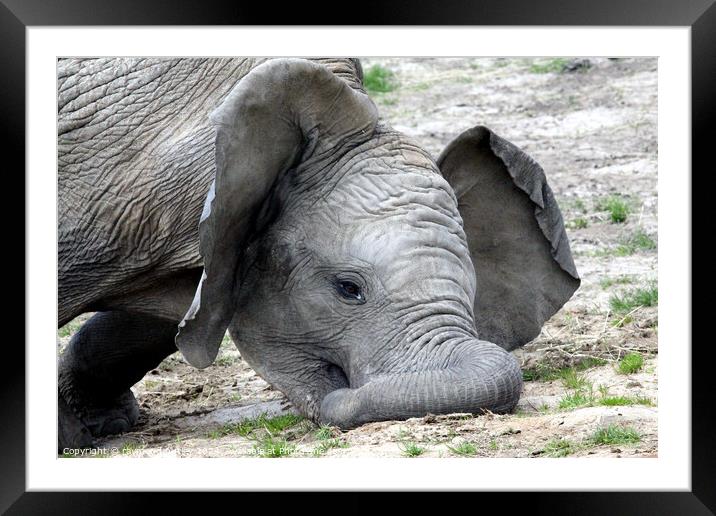 African Elephant Framed Mounted Print by Ray Putley