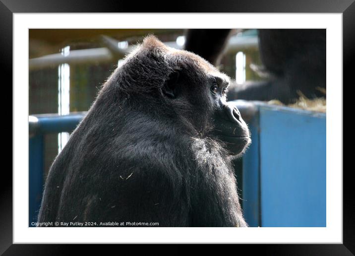 Western Lowland Gorilla Framed Mounted Print by Ray Putley