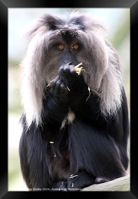 Lion Tailed Macaque Framed Print by Ray Putley