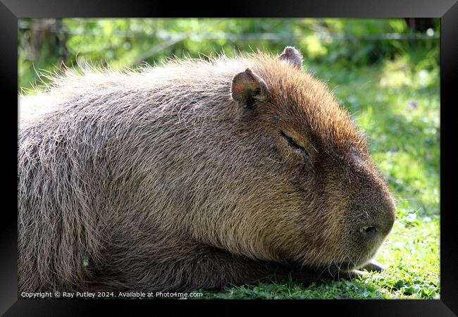 Capybara Framed Print by Ray Putley