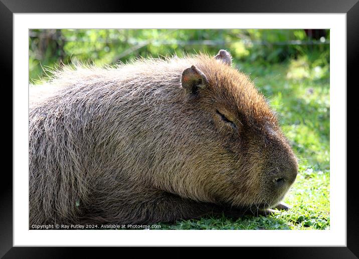 Capybara Framed Mounted Print by Ray Putley