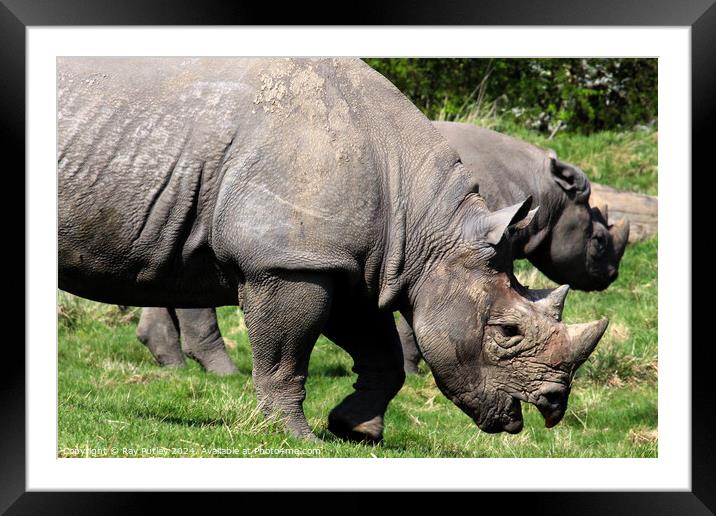 Black Rhino Framed Mounted Print by Ray Putley