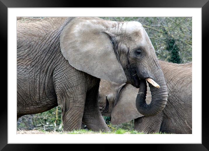 African Elephant Framed Mounted Print by Ray Putley