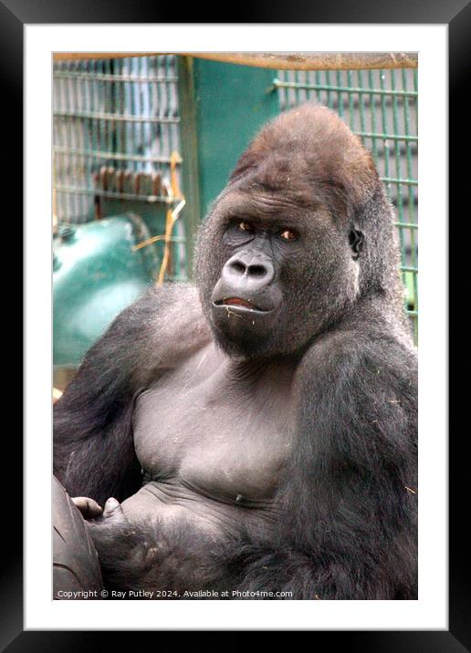 Western Lowland Gorilla Framed Mounted Print by Ray Putley