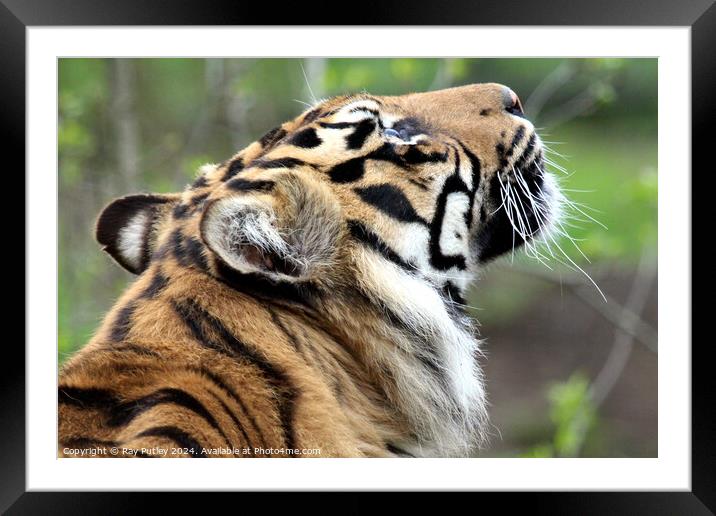 Sumatran Tiger Framed Mounted Print by Ray Putley
