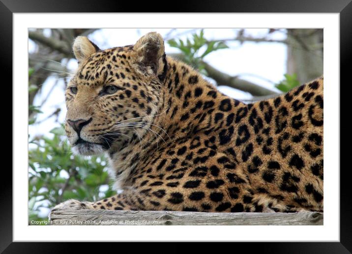 Leopard Framed Mounted Print by Ray Putley