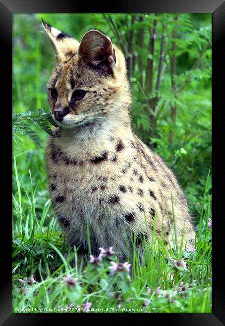 Serval Framed Print by Ray Putley