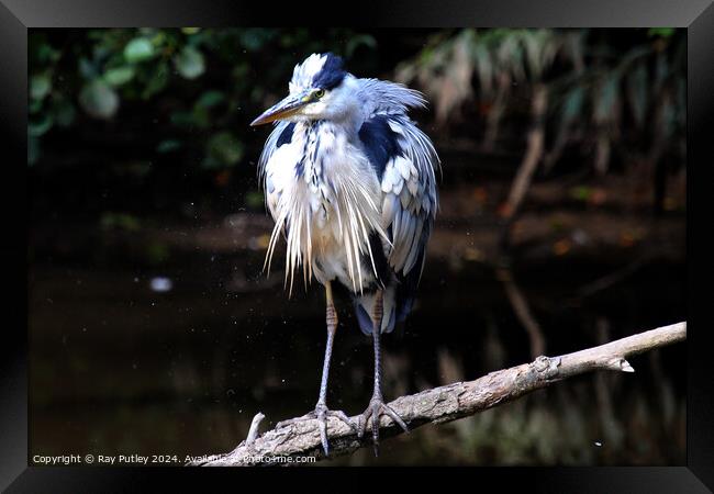 Heron Framed Print by Ray Putley