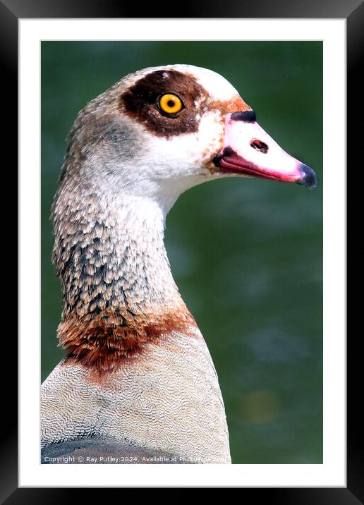 Egyptian Goose Framed Mounted Print by Ray Putley