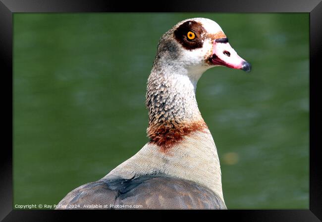 Egyptian Goose Framed Print by Ray Putley