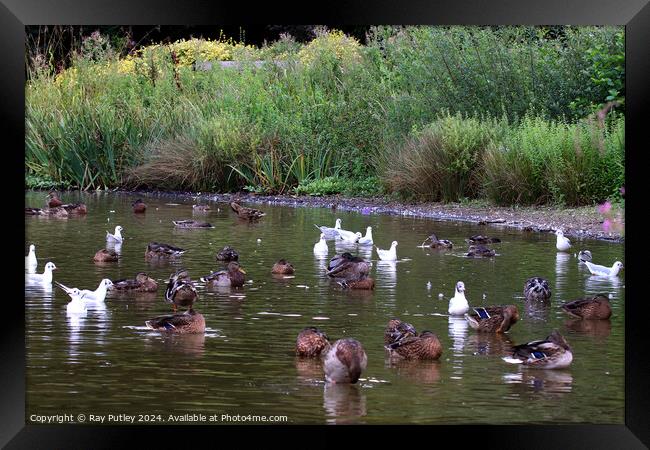Waterfowl at the lakes edge Framed Print by Ray Putley