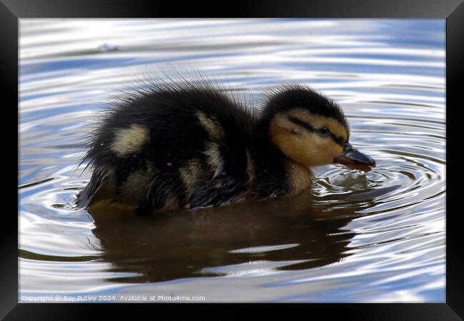 Egyptian Gosling Framed Print by Ray Putley