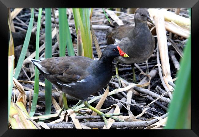 Common moorhen Framed Print by Ray Putley