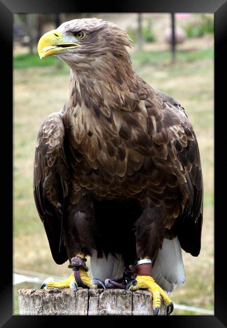 White Tailed Eagle Framed Print by Ray Putley