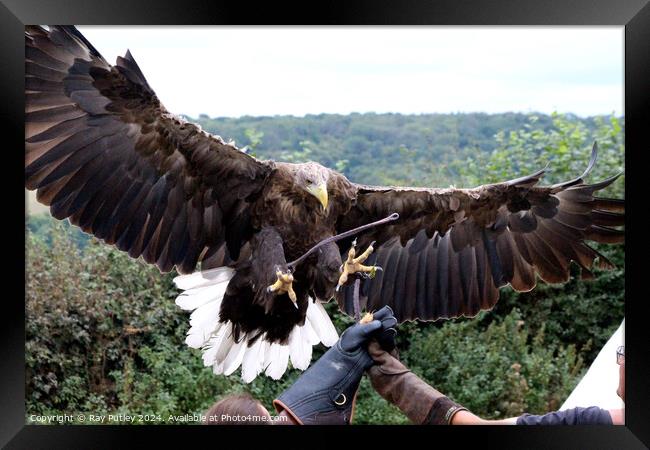 White Tailed Eagle Framed Print by Ray Putley