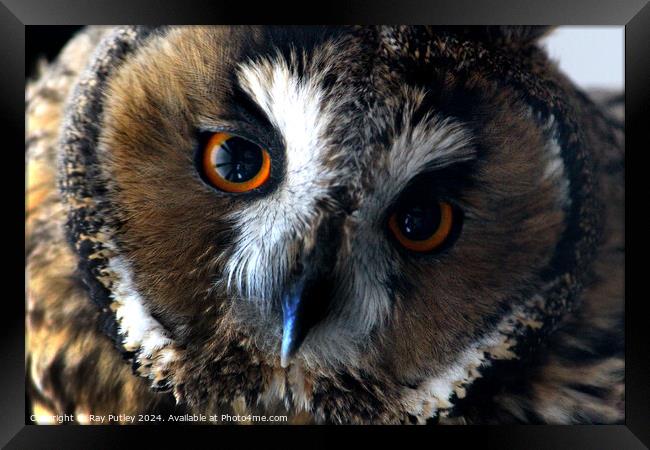 Owl Framed Print by Ray Putley