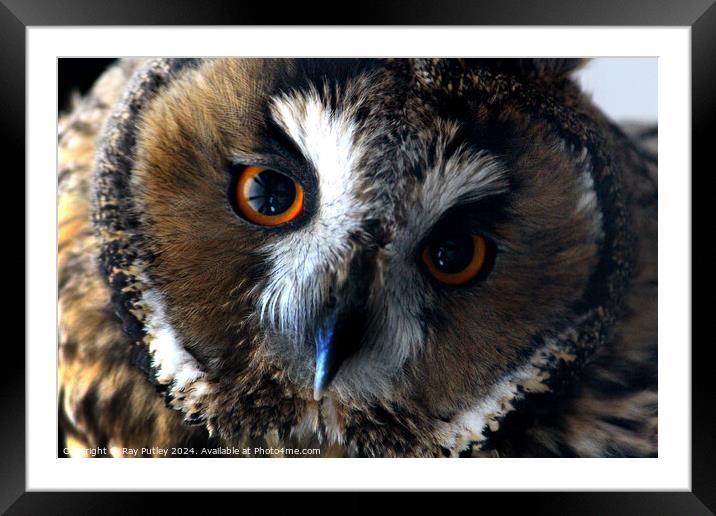 Owl Framed Mounted Print by Ray Putley