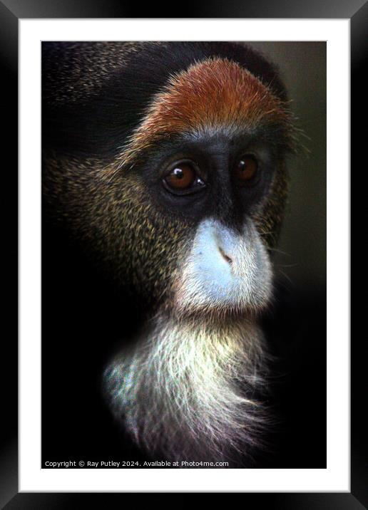 De Brazza's Monkey Framed Mounted Print by Ray Putley