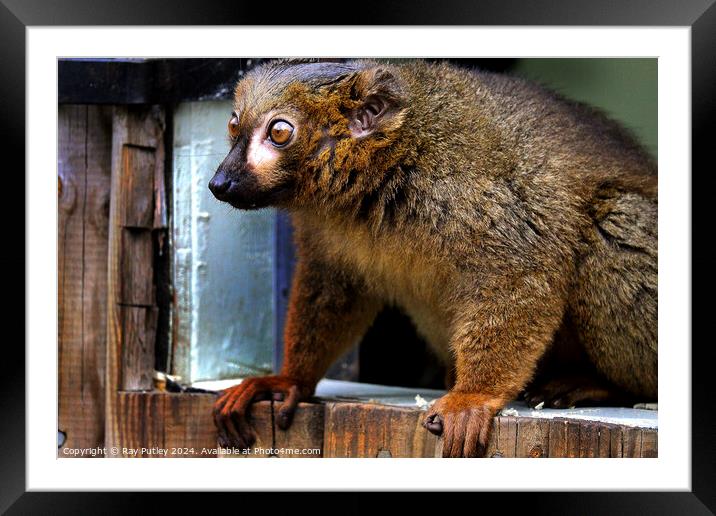Red Bellied Lemur Framed Mounted Print by Ray Putley