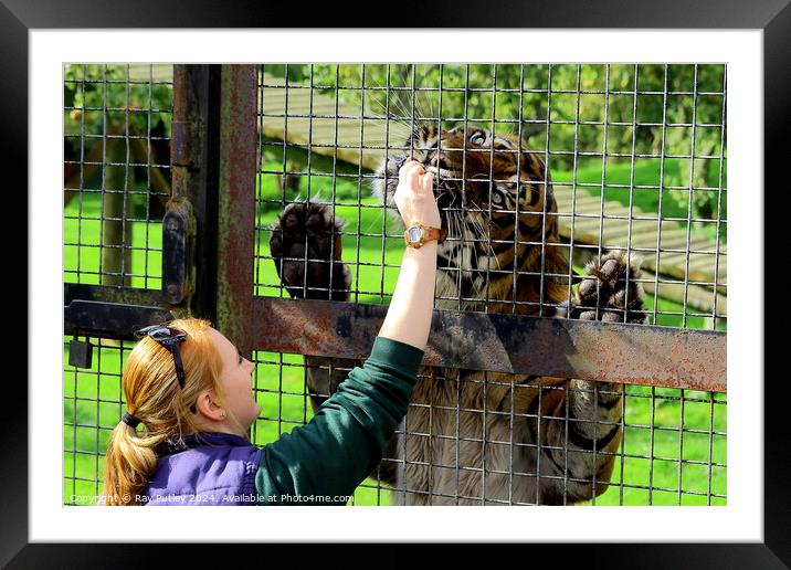 Sumatran Tiger Framed Mounted Print by Ray Putley