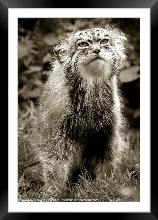 Pallas Manul   Framed Mounted Print by Ray Putley