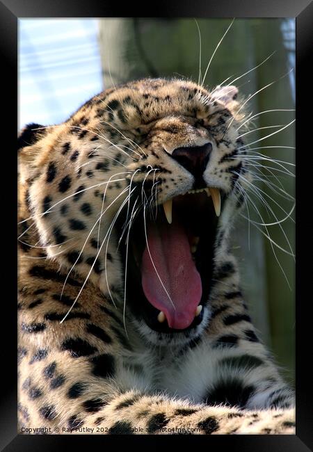 Leopards Yawn Framed Print by Ray Putley