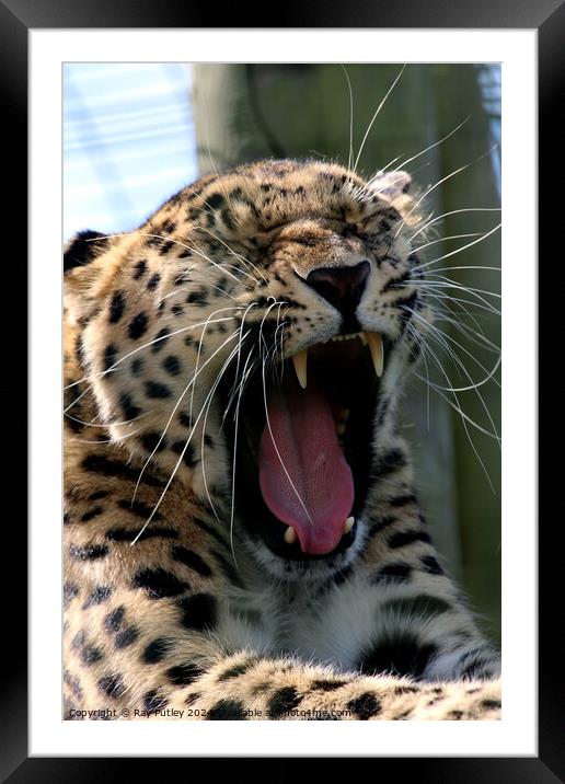 Leopards Yawn Framed Mounted Print by Ray Putley