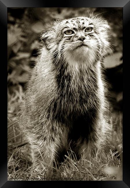 Pallas Cat Framed Print by Ray Putley