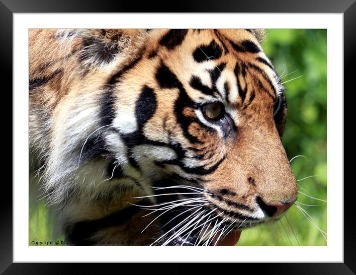 Tiger Framed Mounted Print by Ray Putley