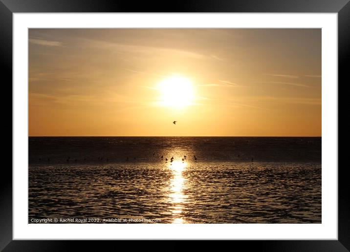 Sunset and seagulls Framed Mounted Print by Rachel Royal