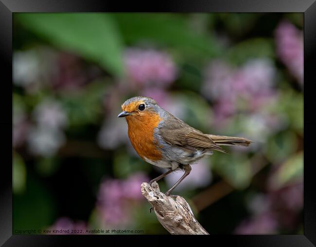 Robin on branch with blurred pink flowers behind Framed Print by TheOther Kev