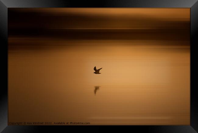 Black headed gull at sunrise Framed Print by TheOther Kev