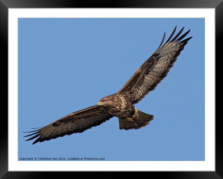 Buzzard in flight Framed Mounted Print by TheOther Kev