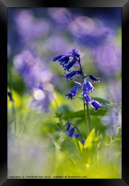 Close up of a Bluebell in a forest Framed Print by TheOther Kev