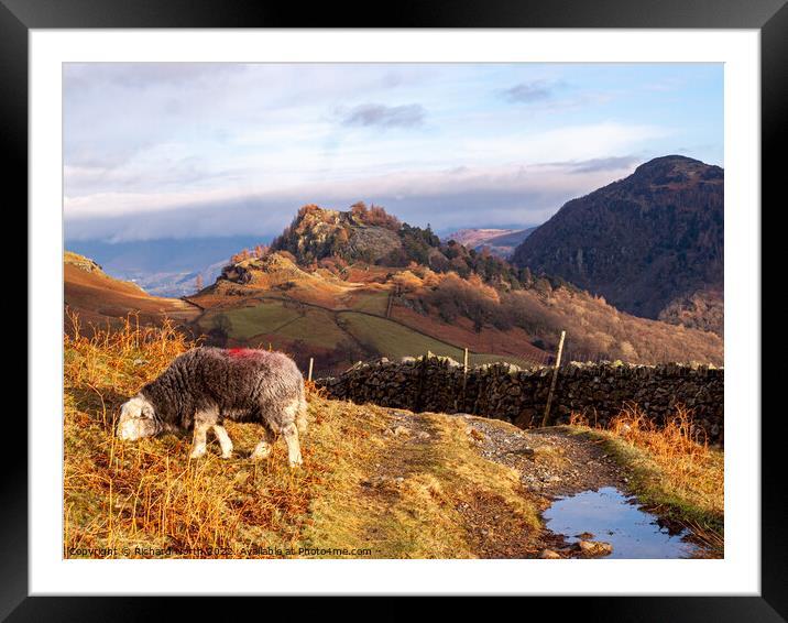 Herdwick Sheep Grazing in Front of Castle Crag Framed Mounted Print by Richard North