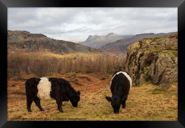 Majestic Belted Galloways grazing with stunning mo Framed Print by Richard North