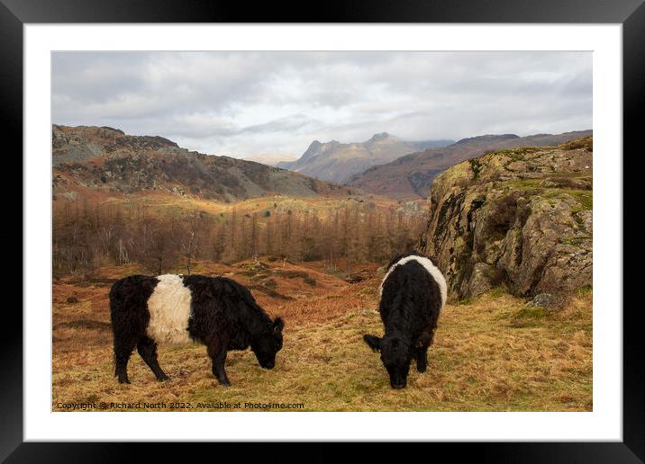 Majestic Belted Galloways grazing with stunning mo Framed Mounted Print by Richard North