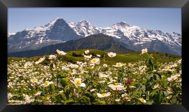 Majestic Swiss Alps Framed Print by Richard North