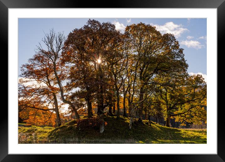 Autumn Glory Framed Mounted Print by Richard North