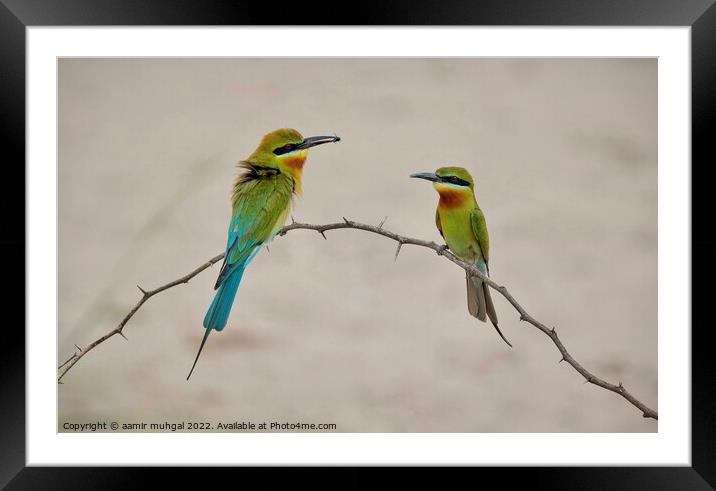 Blue Tail Bee Eater  Framed Mounted Print by aamir muhgal