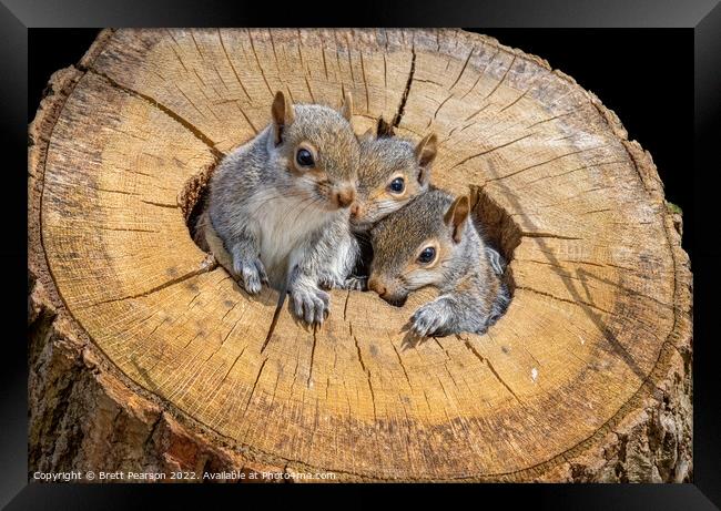 Baby Grey Squirrels Framed Print by Brett Pearson