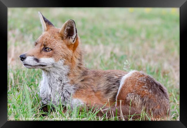 A Fox lying in the grass Framed Print by Brett Pearson
