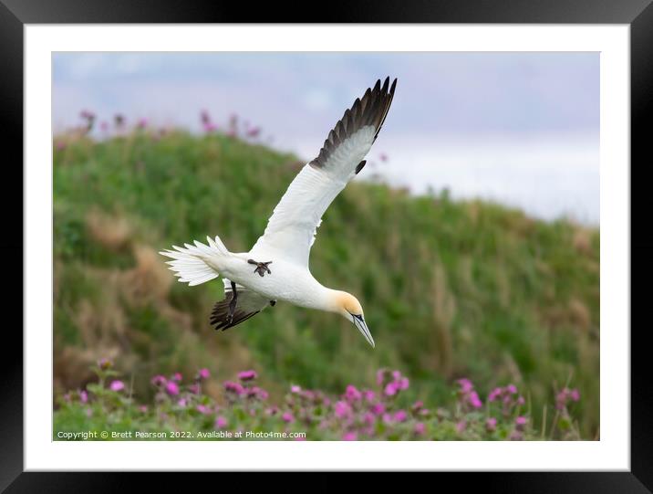 Gannet in flight Framed Mounted Print by Brett Pearson