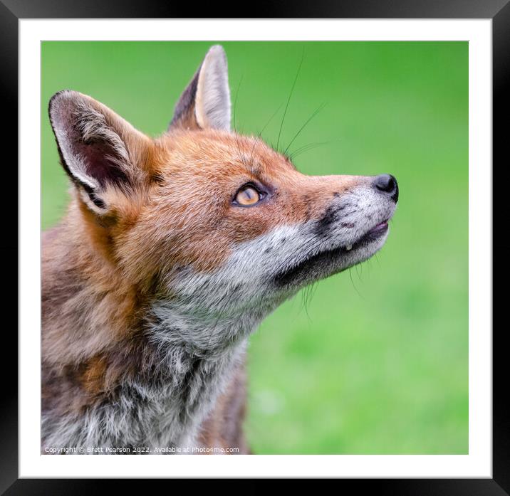 Fox Portrait Framed Mounted Print by Brett Pearson