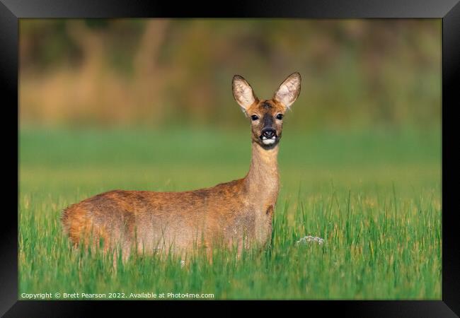 A Roe deer (doe) standing in a field Framed Print by Brett Pearson