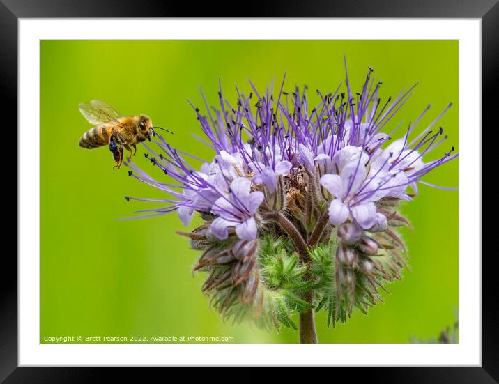 A Bee and a flower Framed Mounted Print by Brett Pearson