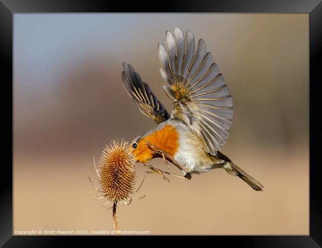 A A Robin landing on a Teasel Framed Print by Brett Pearson