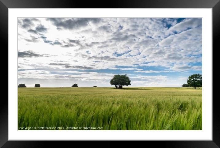 Barley field  Framed Mounted Print by Brett Pearson